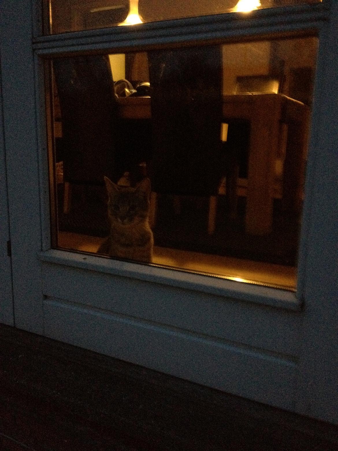 Huskat Lille - Den lille pus, sidder og kigger ud i haven en aften. billede 9