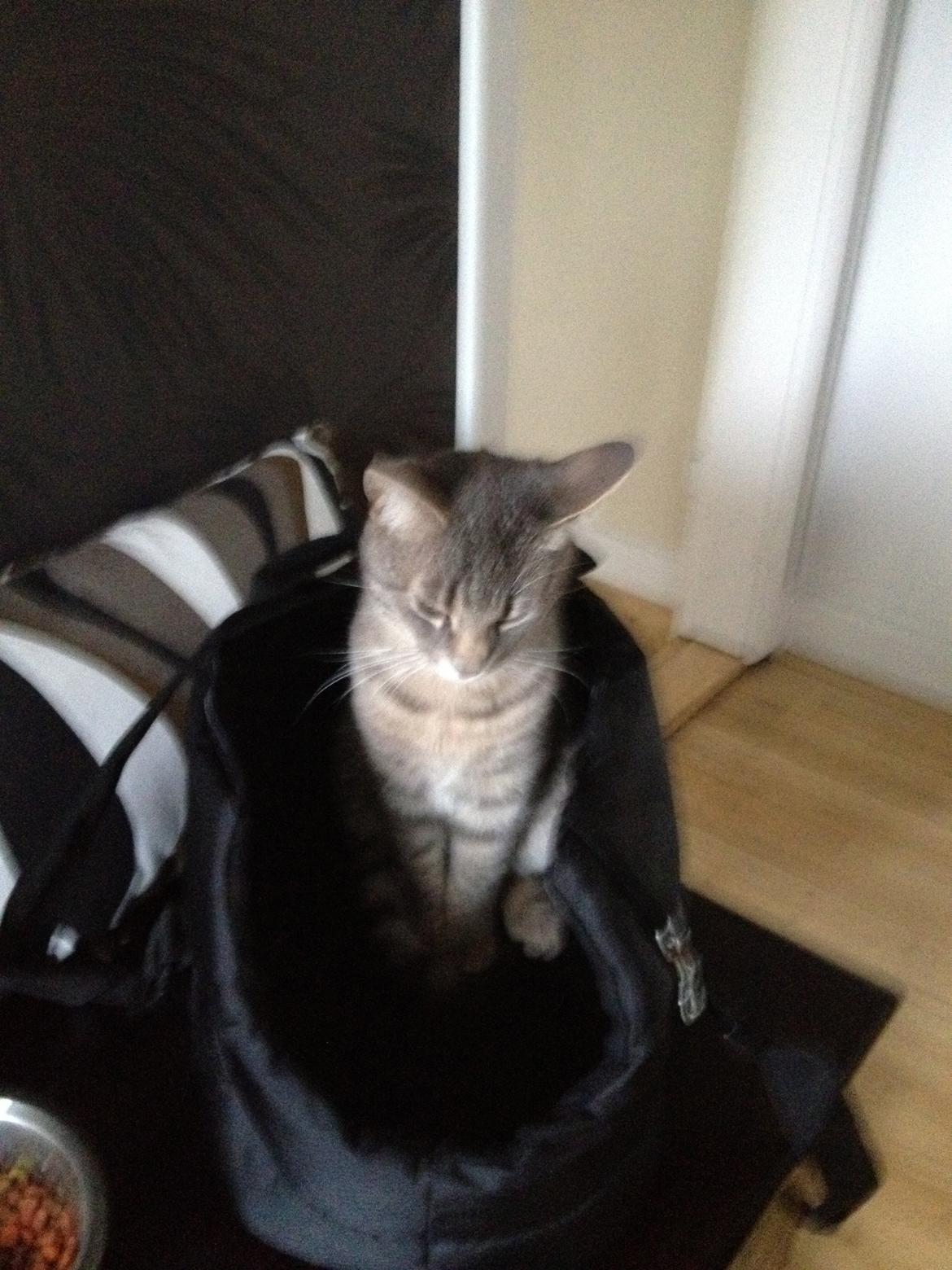 Huskat Lille - Nitro i hundetasken. billede 8