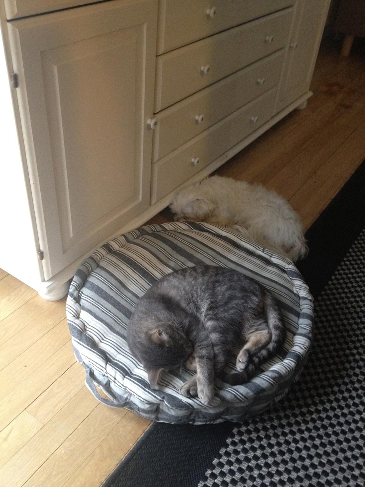 Huskat Lille - Først var det Malde, så kom Nitro og stjal puden, så måtte han ligge sig ved siden af.  billede 10