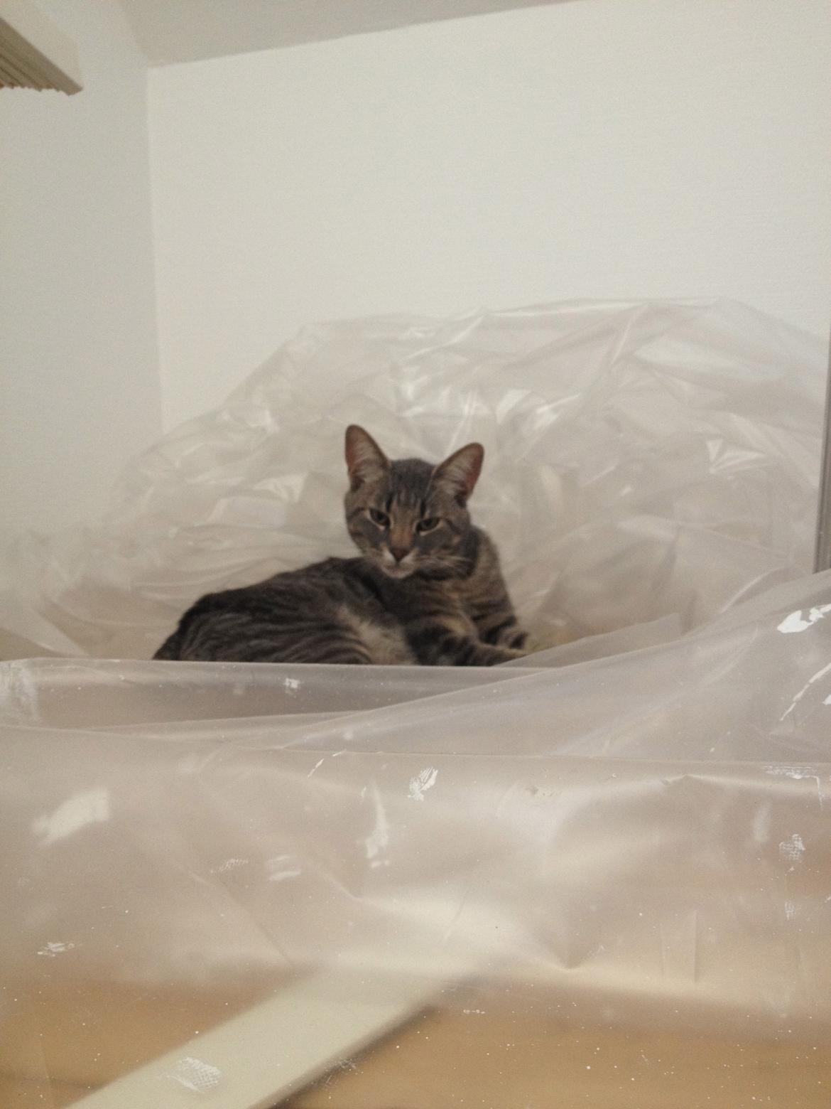 Huskat Lille - Malerplast som Nitro valgte at ligge sig til rette i. billede 4