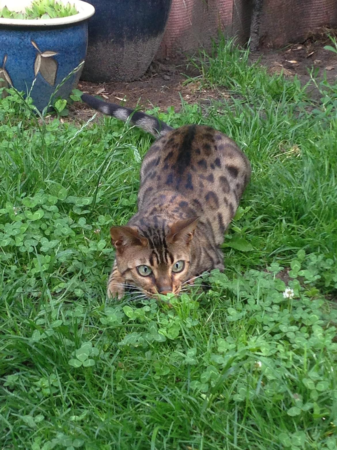 Bengal Cheeky Spots of Golden Haze DK, Benjii billede 16