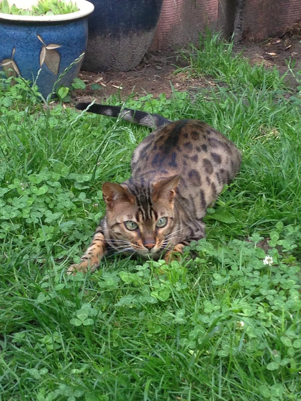 Bengal Cheeky Spots of Golden Haze DK, Benjii billede 17