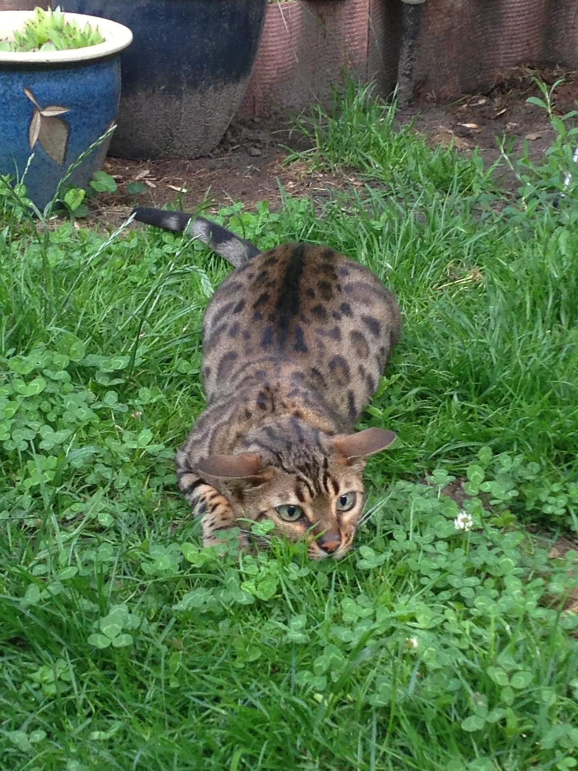 Bengal Cheeky Spots of Golden Haze DK, Benjii billede 18