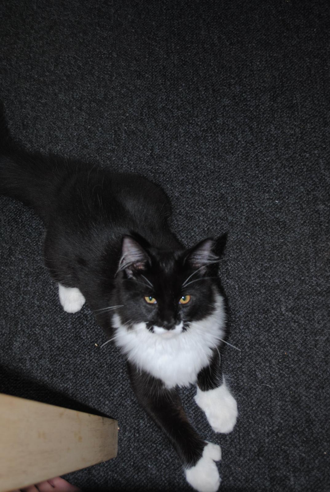 Maine Coon DK's Lillieqvist's Backgammon (Tyson) billede 8