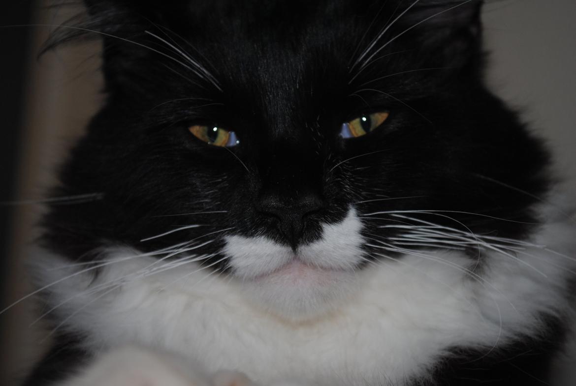 Maine Coon DK's Lillieqvist's Backgammon (Tyson) billede 9