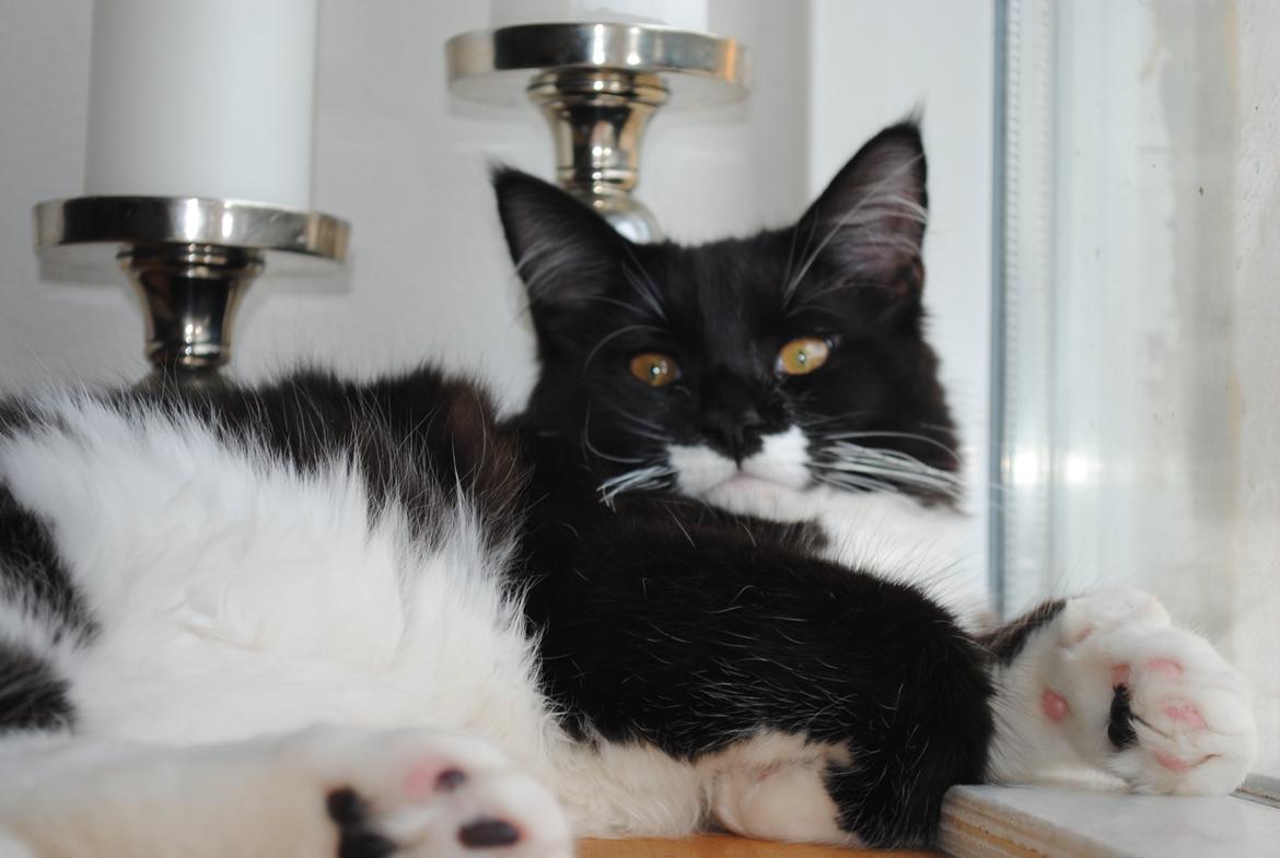 Maine Coon DK's Lillieqvist's Backgammon (Tyson) billede 10