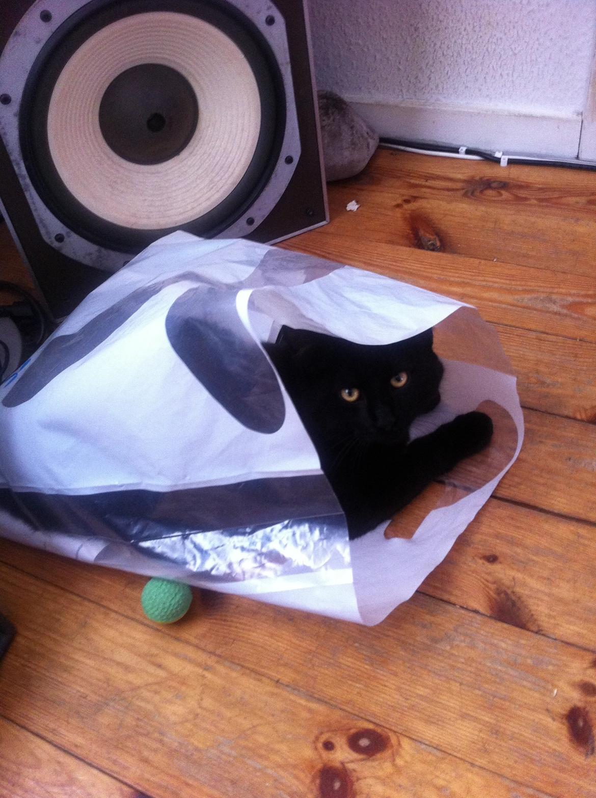 Blanding af racer Gunnar billede 1