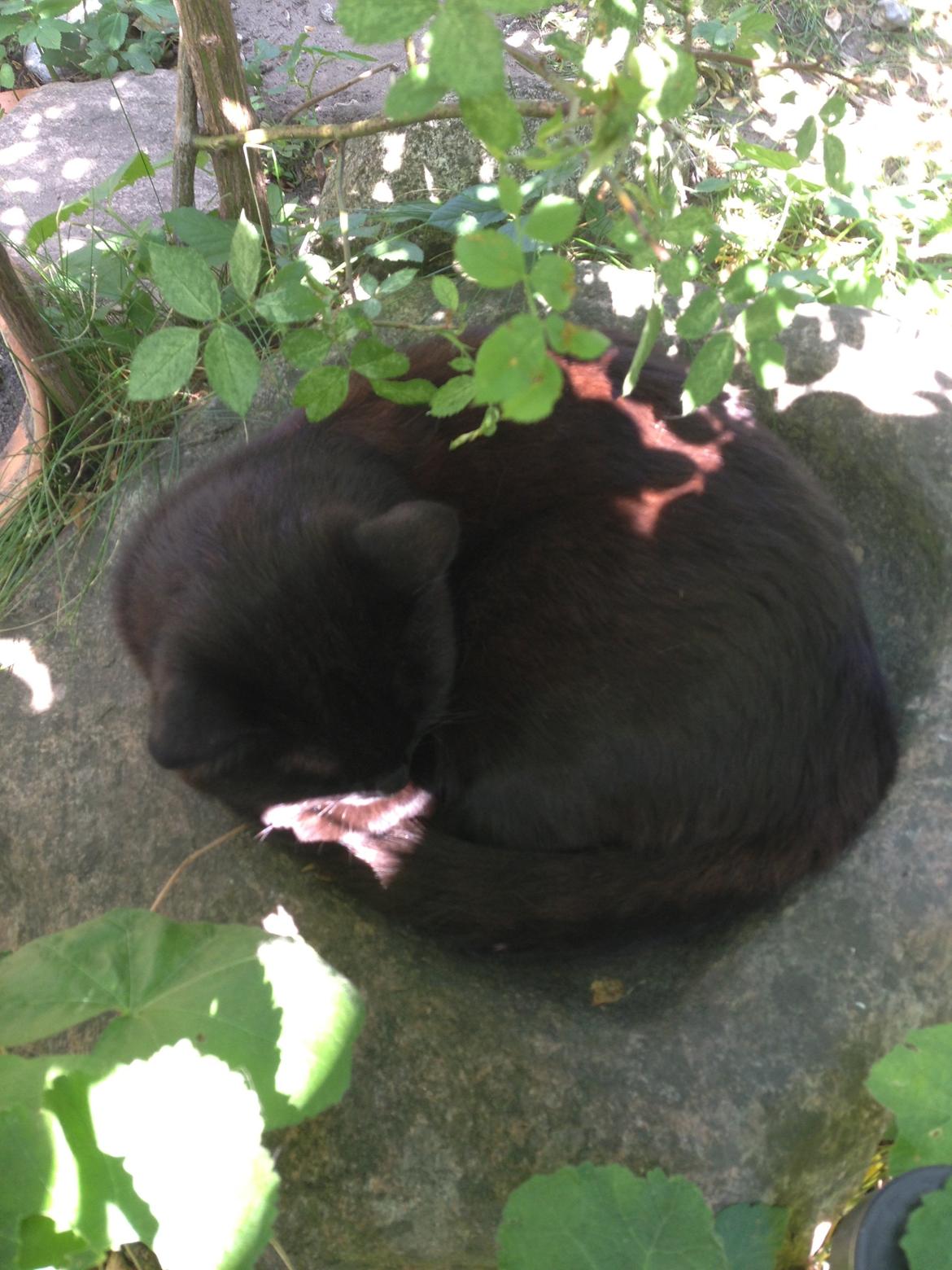 Blanding af racer Gunnar billede 2