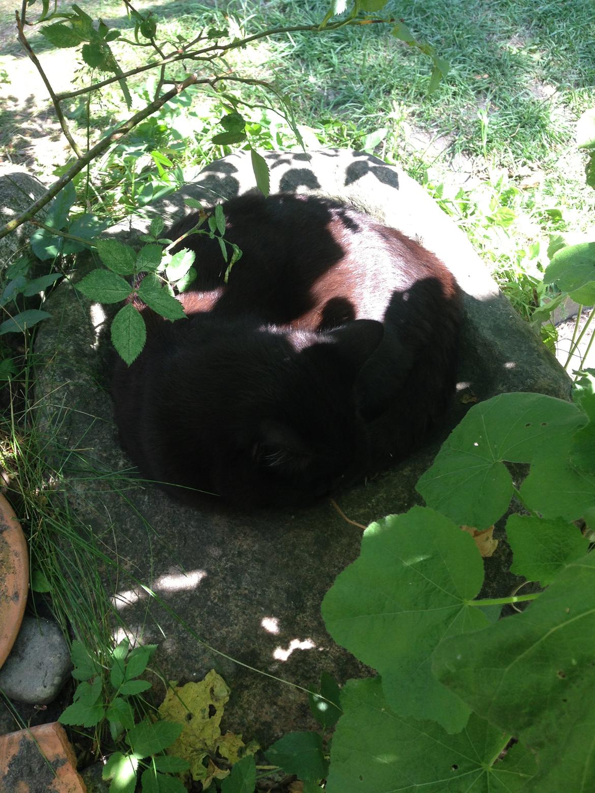 Blanding af racer Gunnar billede 3