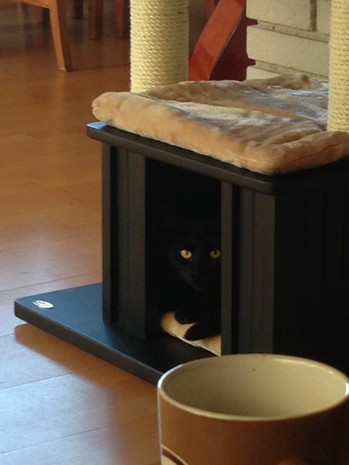 Blanding af racer Gunnar billede 4