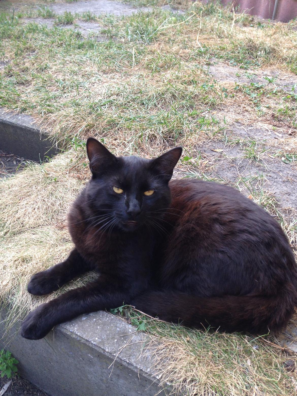 Blanding af racer Gunnar billede 5