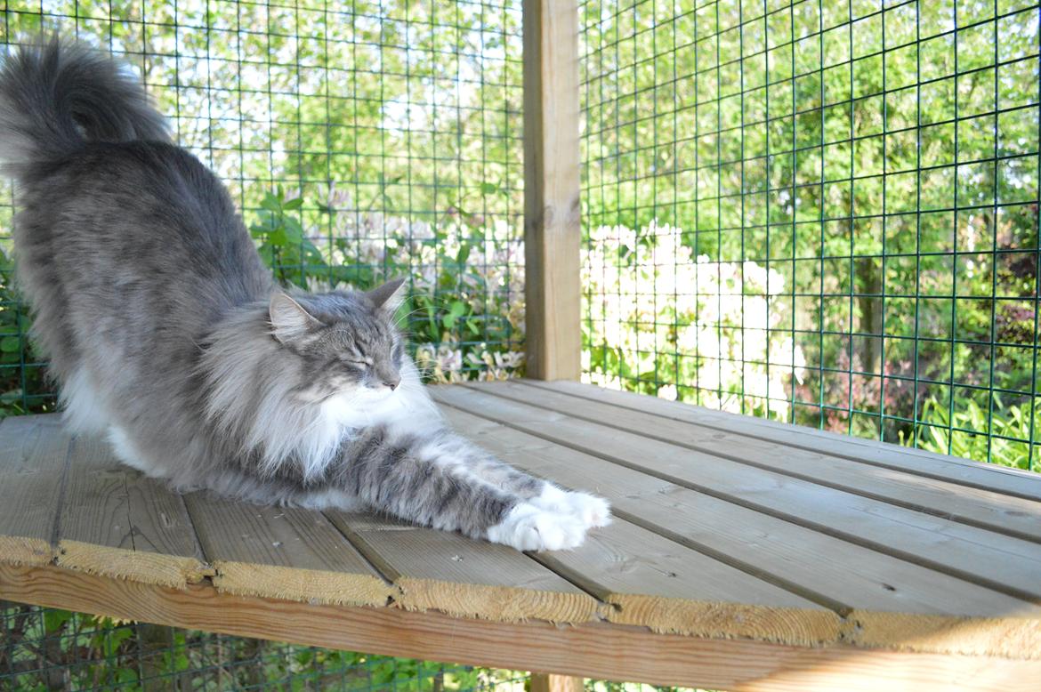 Norsk Skovkat Mr. twitches billede 25