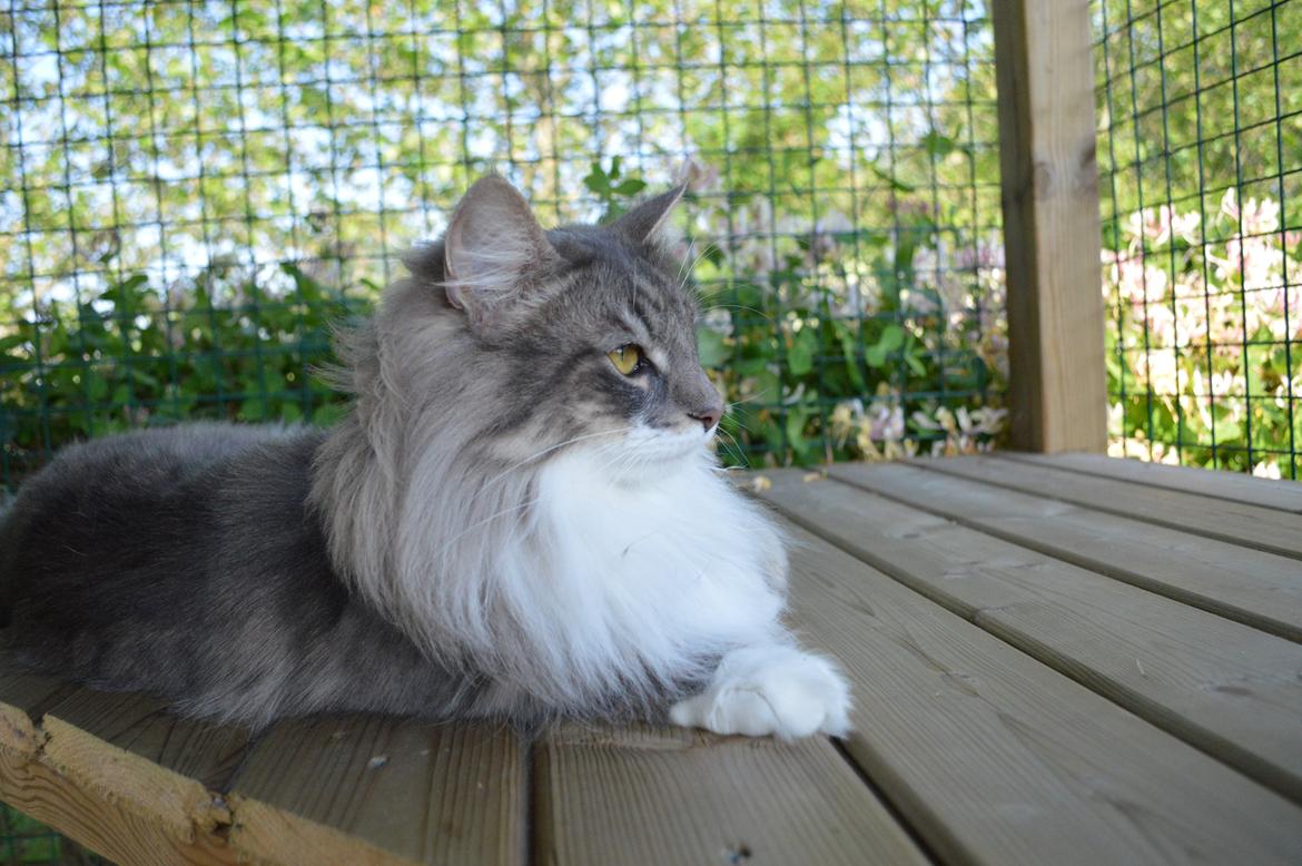 Norsk Skovkat Mr. twitches billede 26