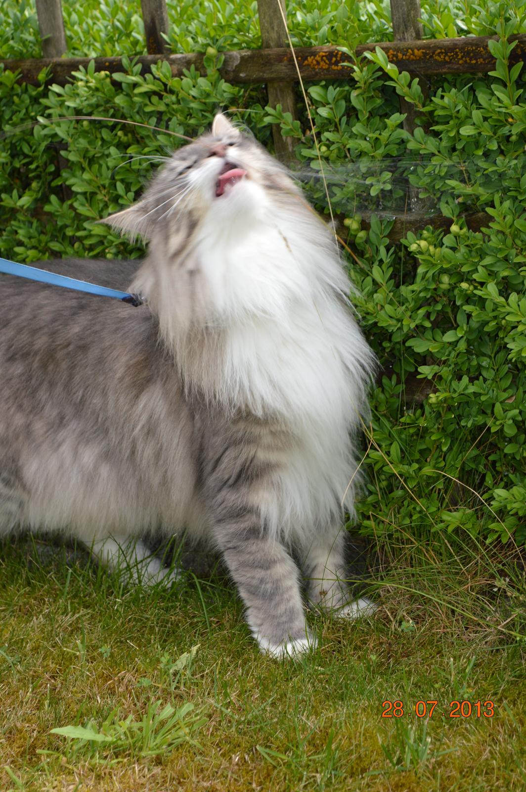 Norsk Skovkat Mr. twitches billede 29