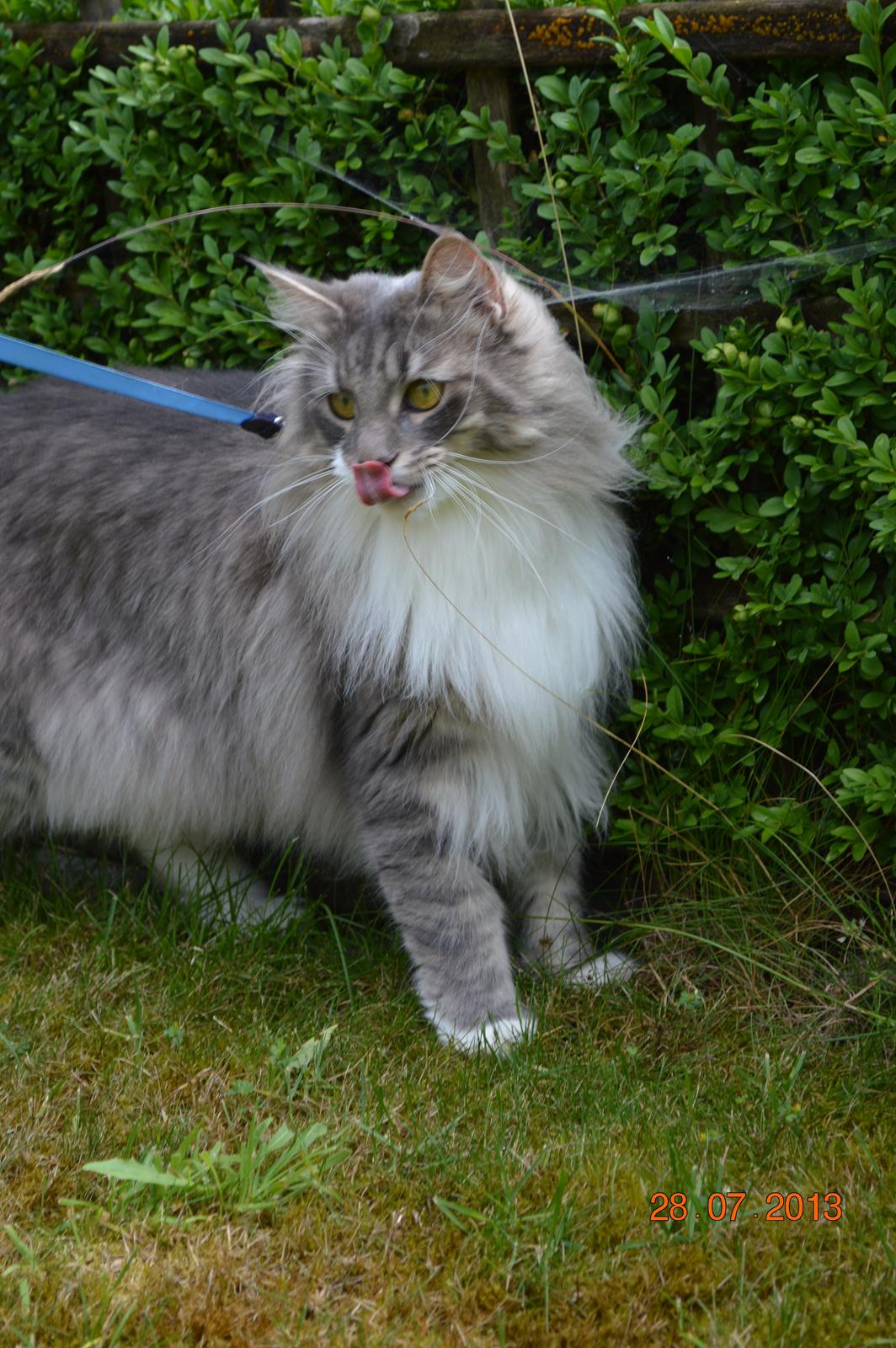 Norsk Skovkat Mr. twitches billede 30