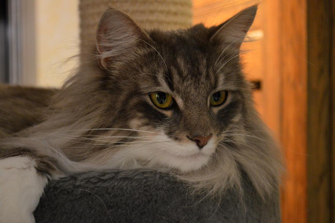 Norsk Skovkat Mr. twitches billede 31