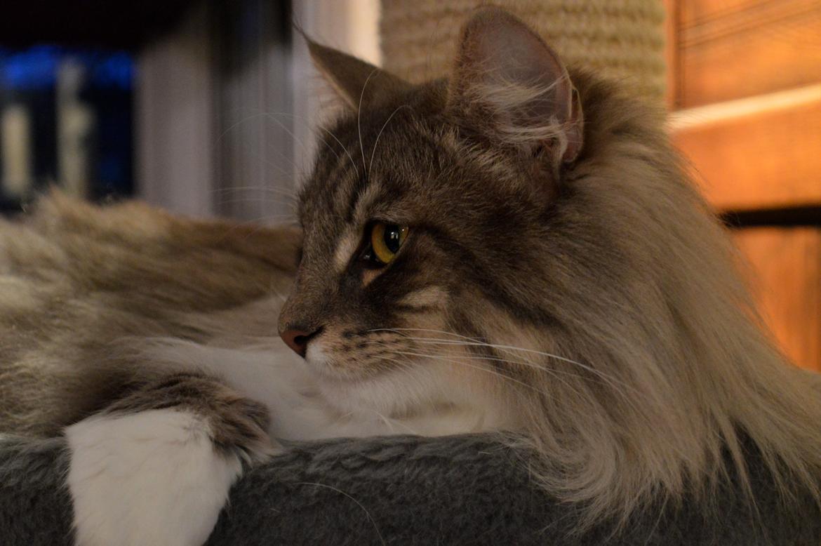 Norsk Skovkat Mr. twitches billede 32