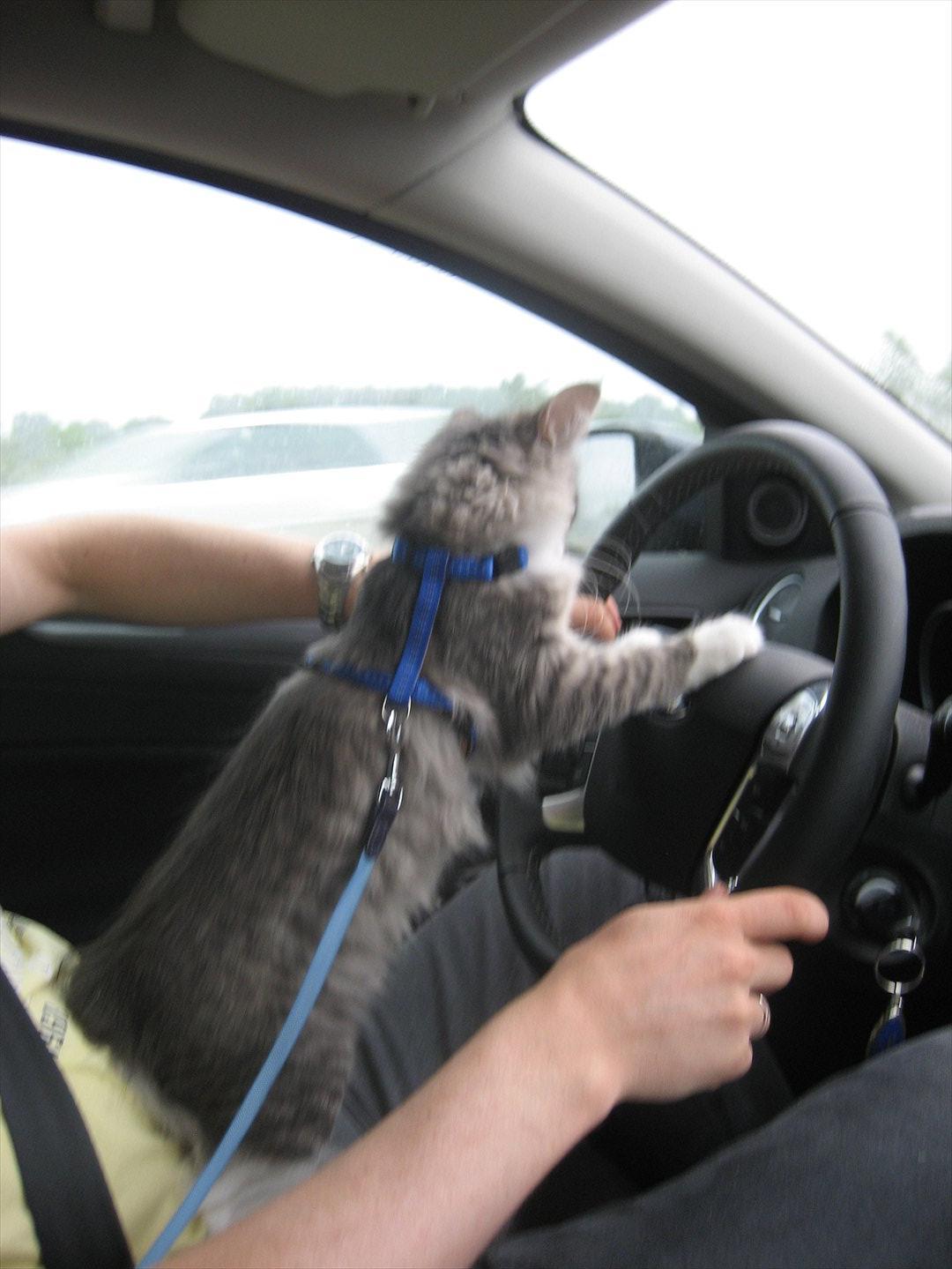 Norsk Skovkat Mr. twitches billede 9