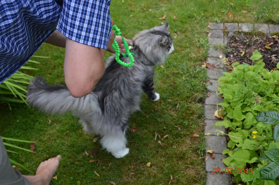 Norsk Skovkat Don Vito billede 22