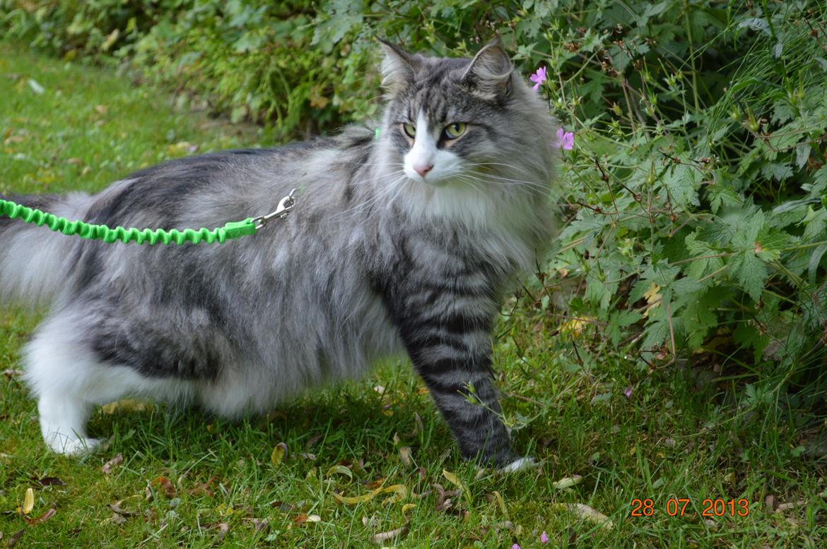 Norsk Skovkat Don Vito billede 23