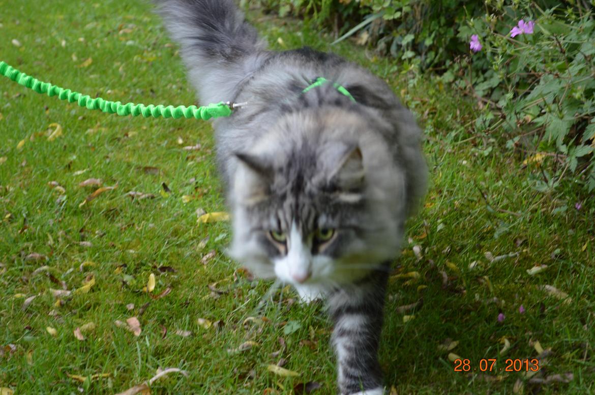 Norsk Skovkat Don Vito billede 24