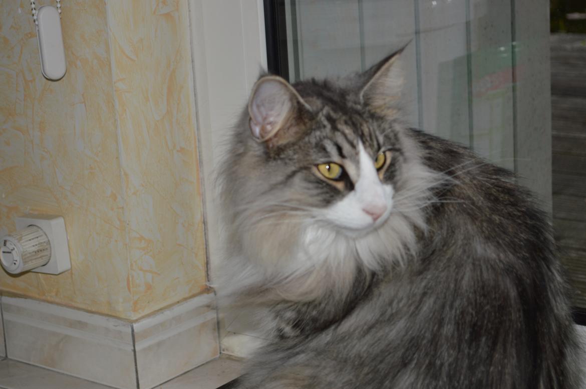 Norsk Skovkat Don Vito billede 25