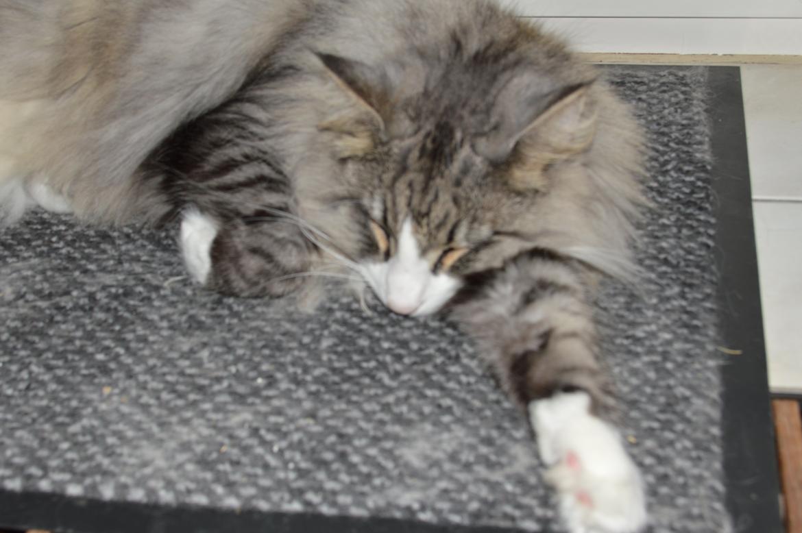 Norsk Skovkat Don Vito billede 26