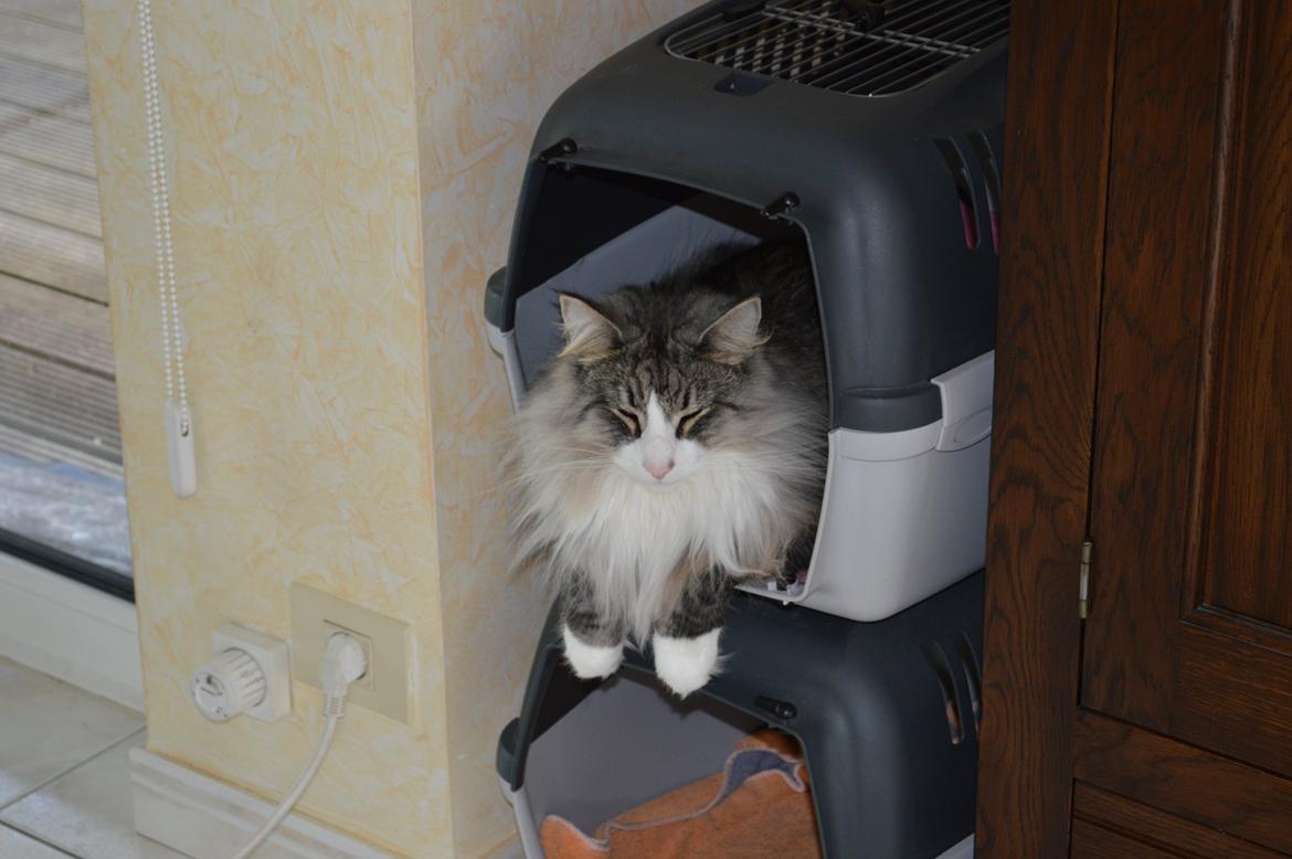 Norsk Skovkat Don Vito billede 27