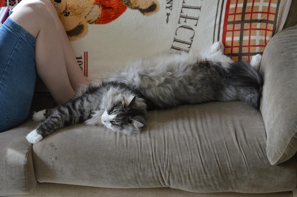 Norsk Skovkat Don Vito billede 28