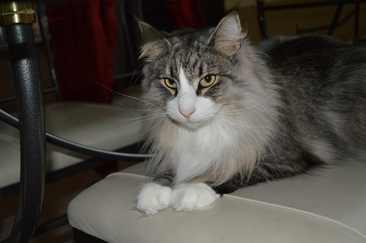 Norsk Skovkat Don Vito billede 29