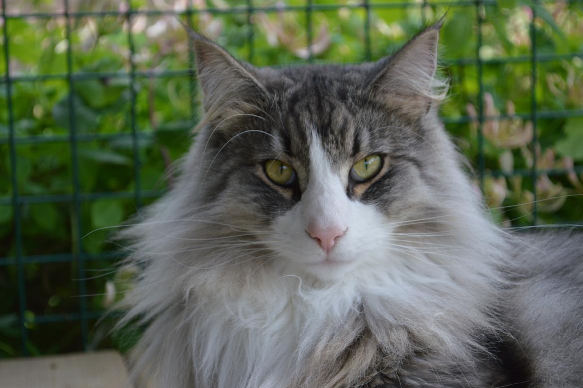 Norsk Skovkat Don Vito billede 3