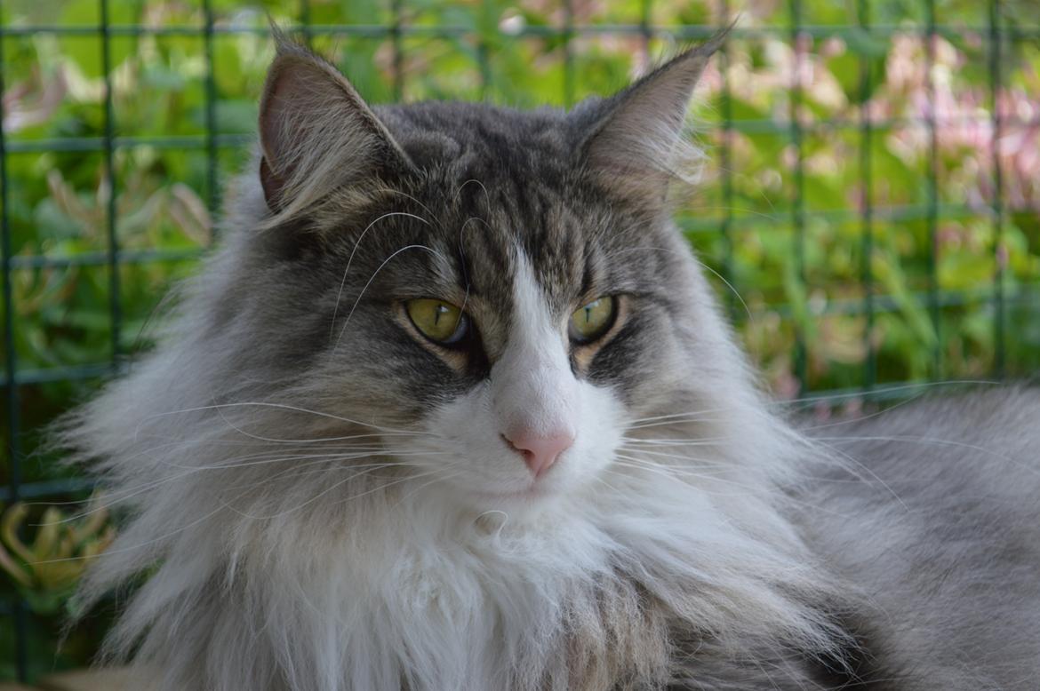 Norsk Skovkat Don Vito billede 30