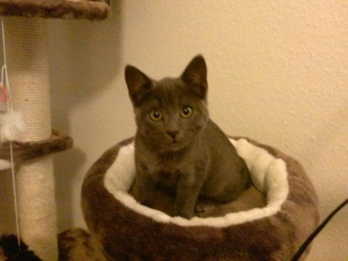 Huskat Chili billede 2