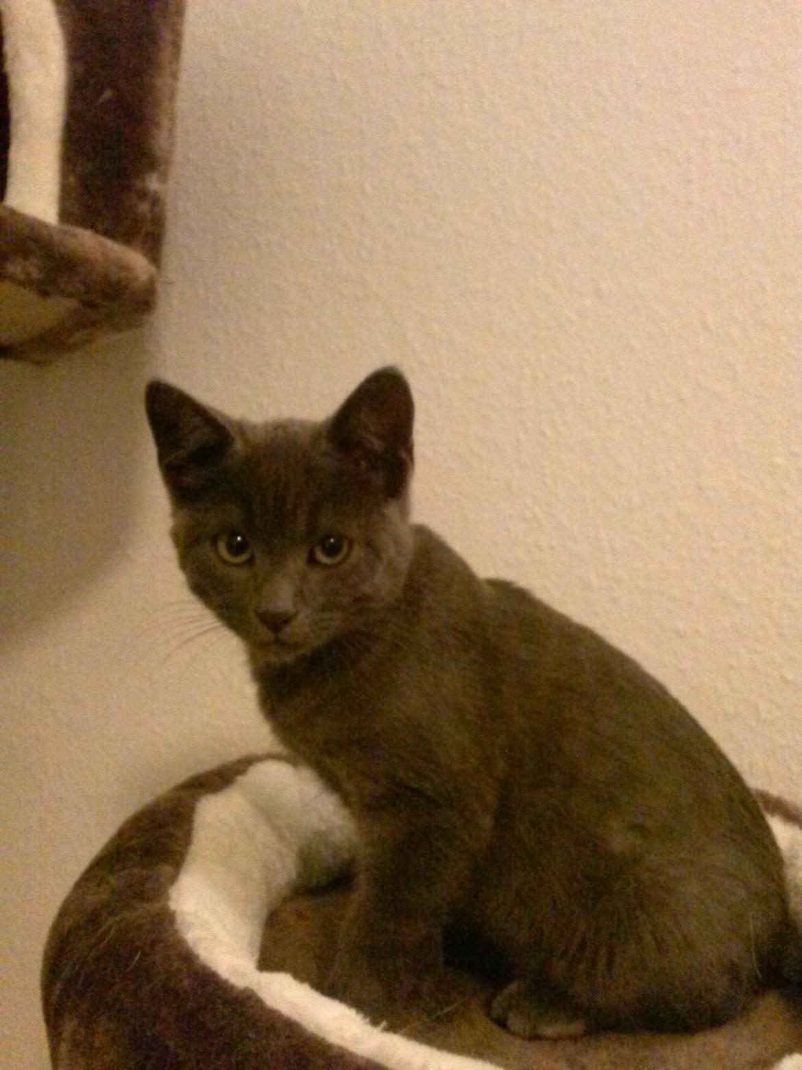 Huskat Chili billede 1