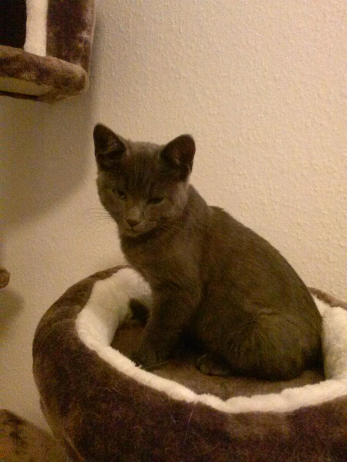 Huskat Chili billede 4