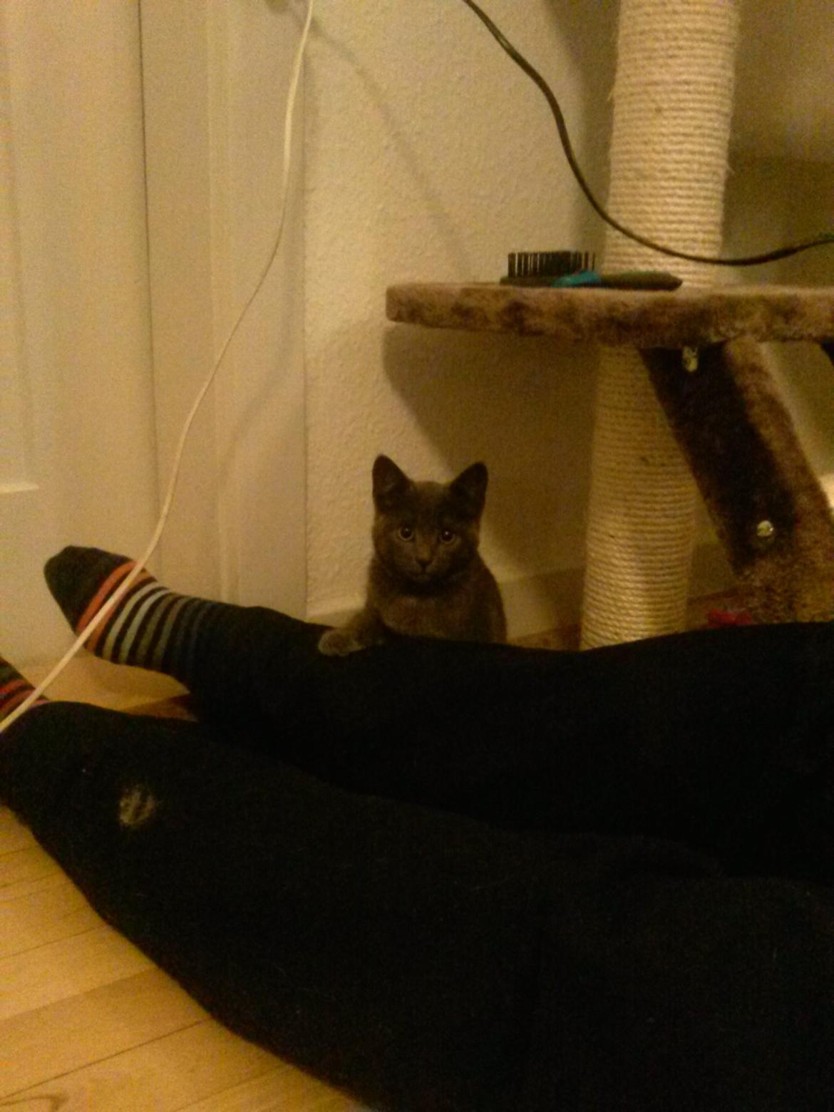 Huskat Chili billede 3