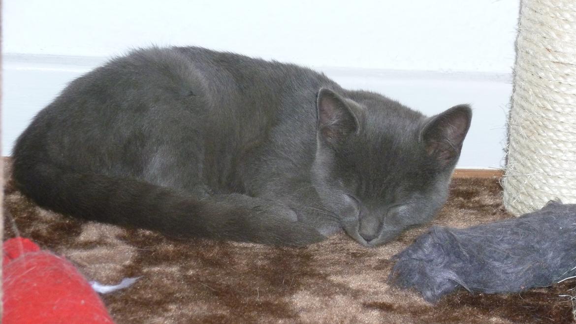 Huskat Chili billede 5