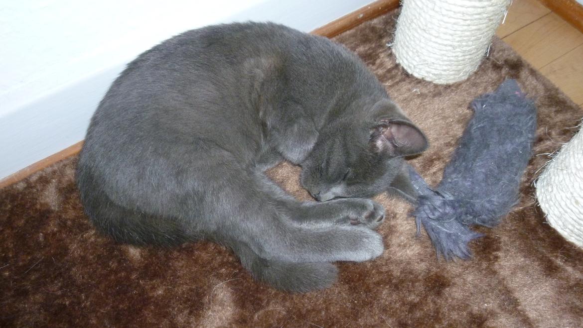 Huskat Chili billede 6