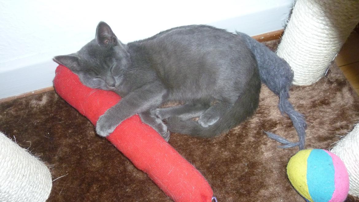 Huskat Chili billede 7