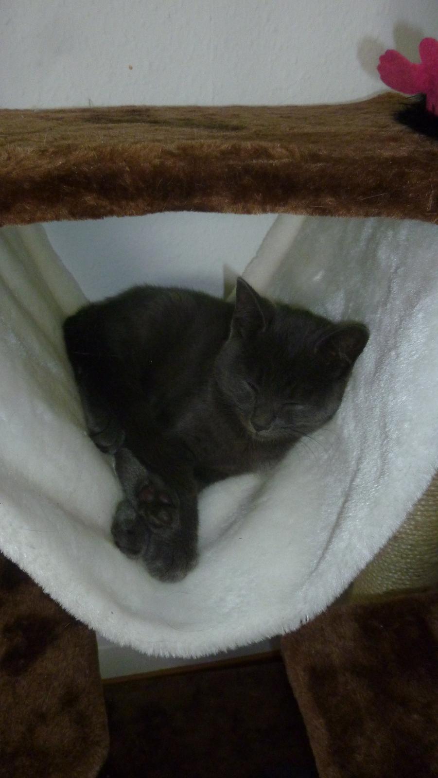 Huskat Chili billede 8