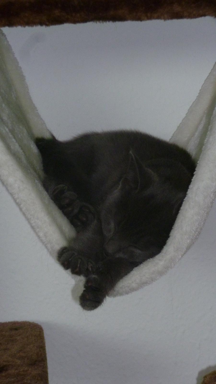 Huskat Chili billede 9