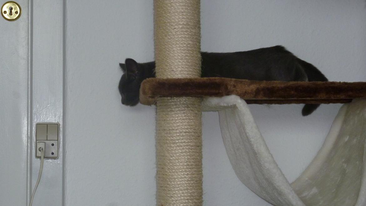 Huskat Chili billede 10