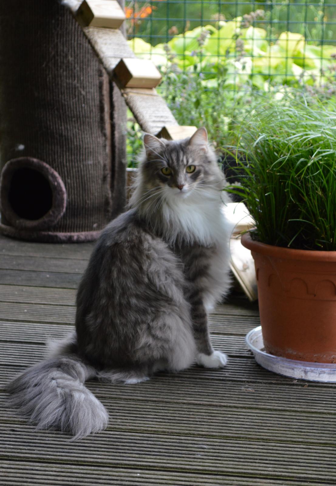 Norsk Skovkat Mr. twitches billede 33