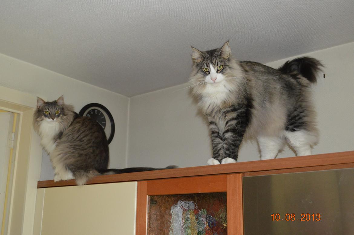 Norsk Skovkat Mr. twitches billede 34