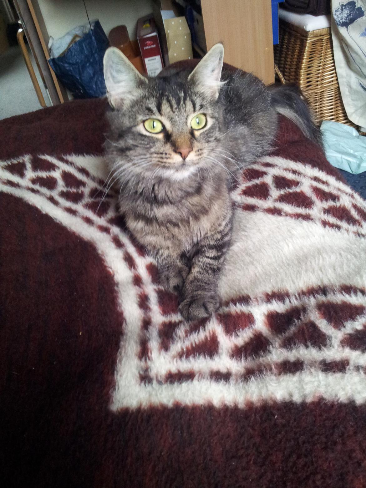 Norsk Skovkat Nala billede 7