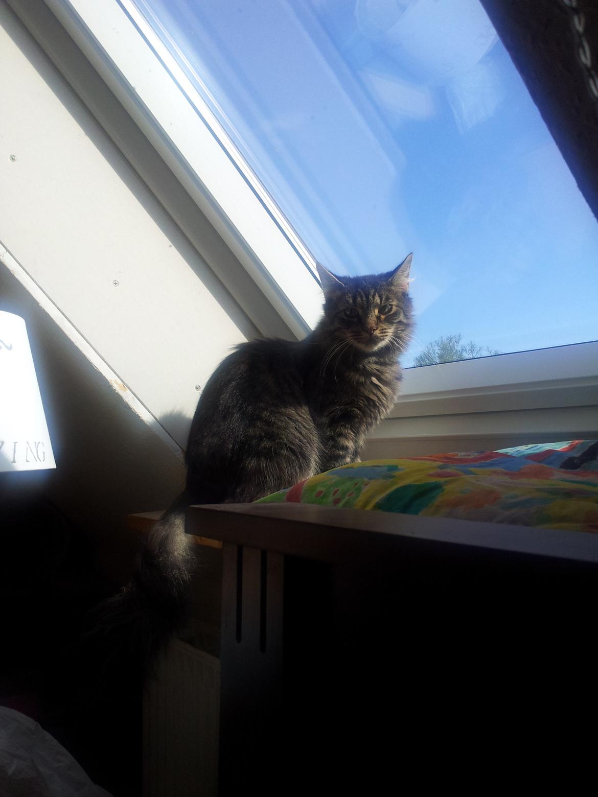 Norsk Skovkat Nala billede 8