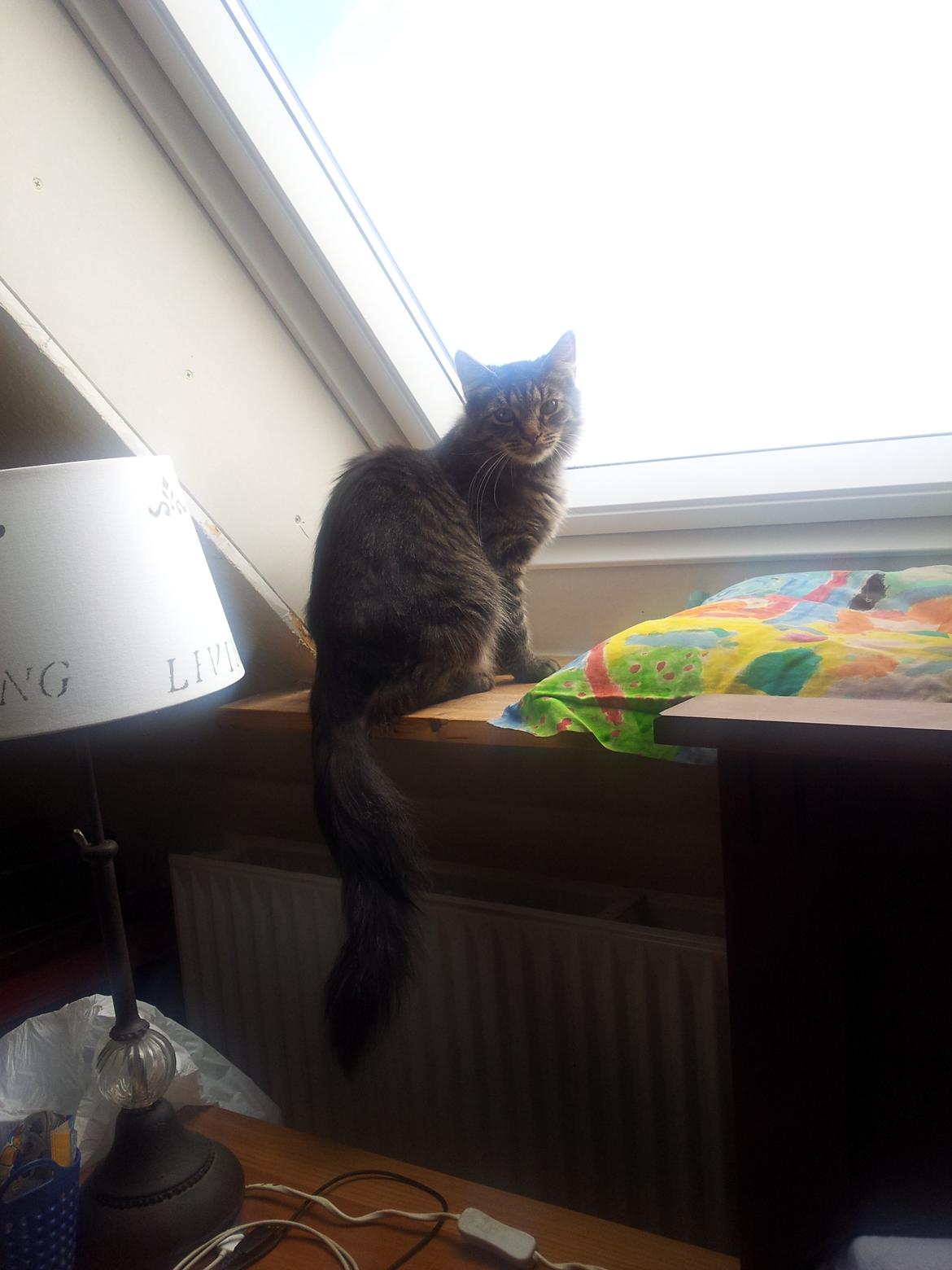 Norsk Skovkat Nala billede 9