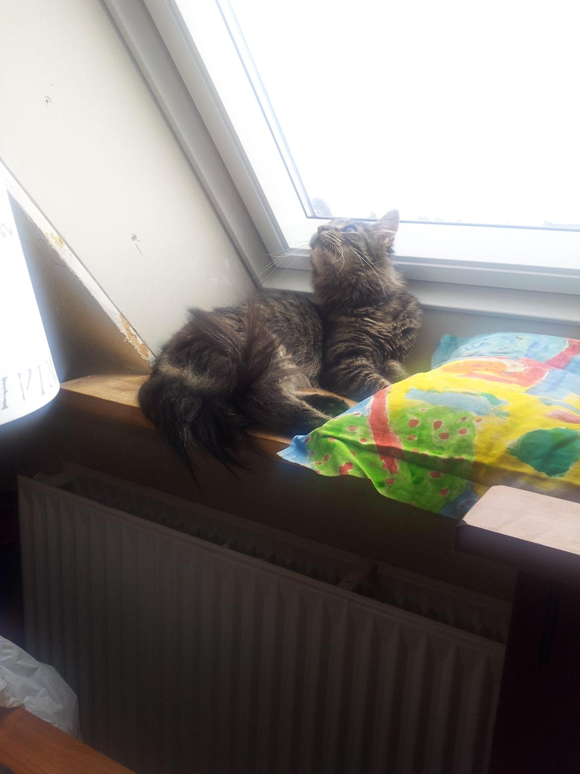 Norsk Skovkat Nala billede 10