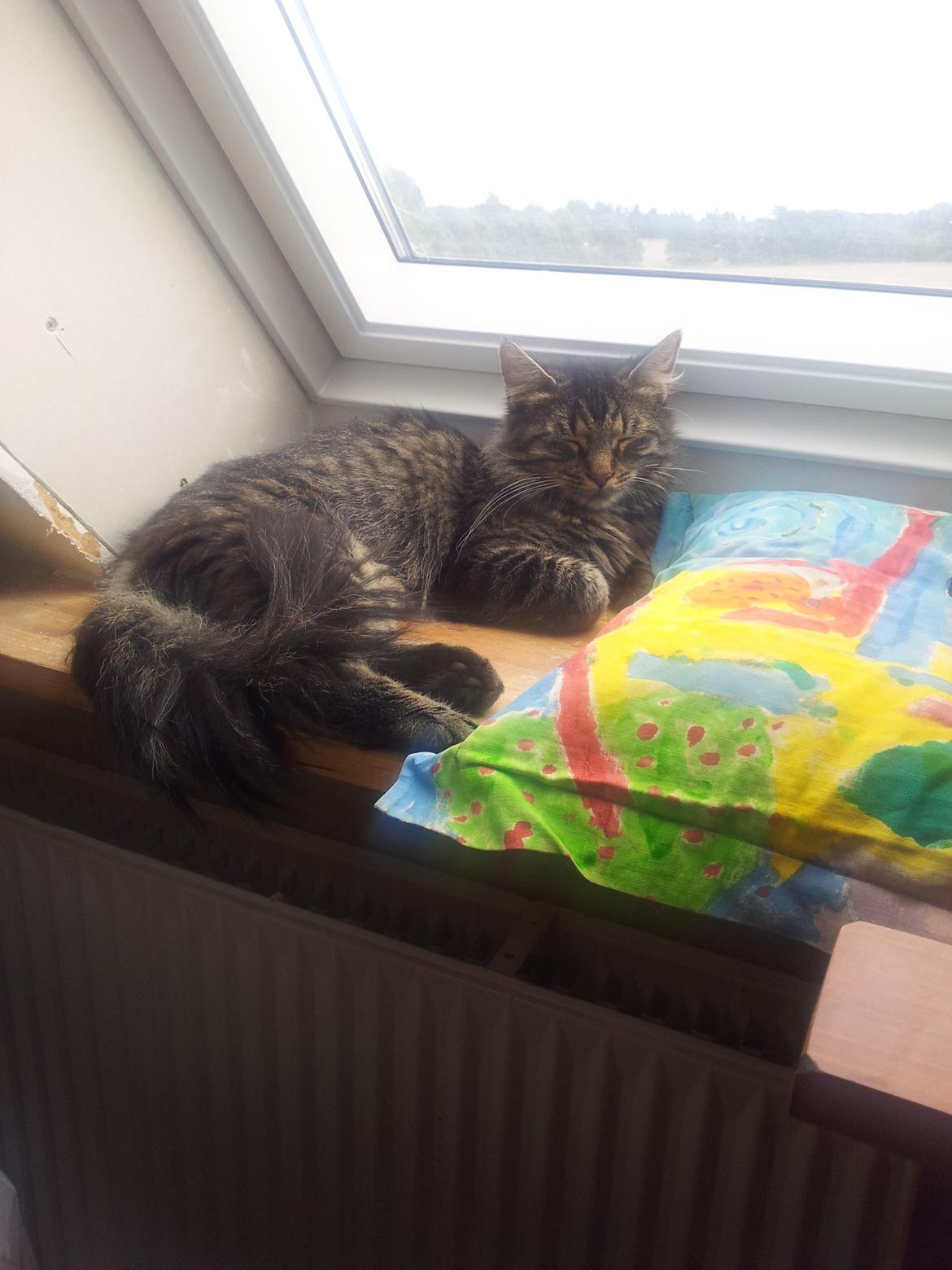 Norsk Skovkat Nala billede 11