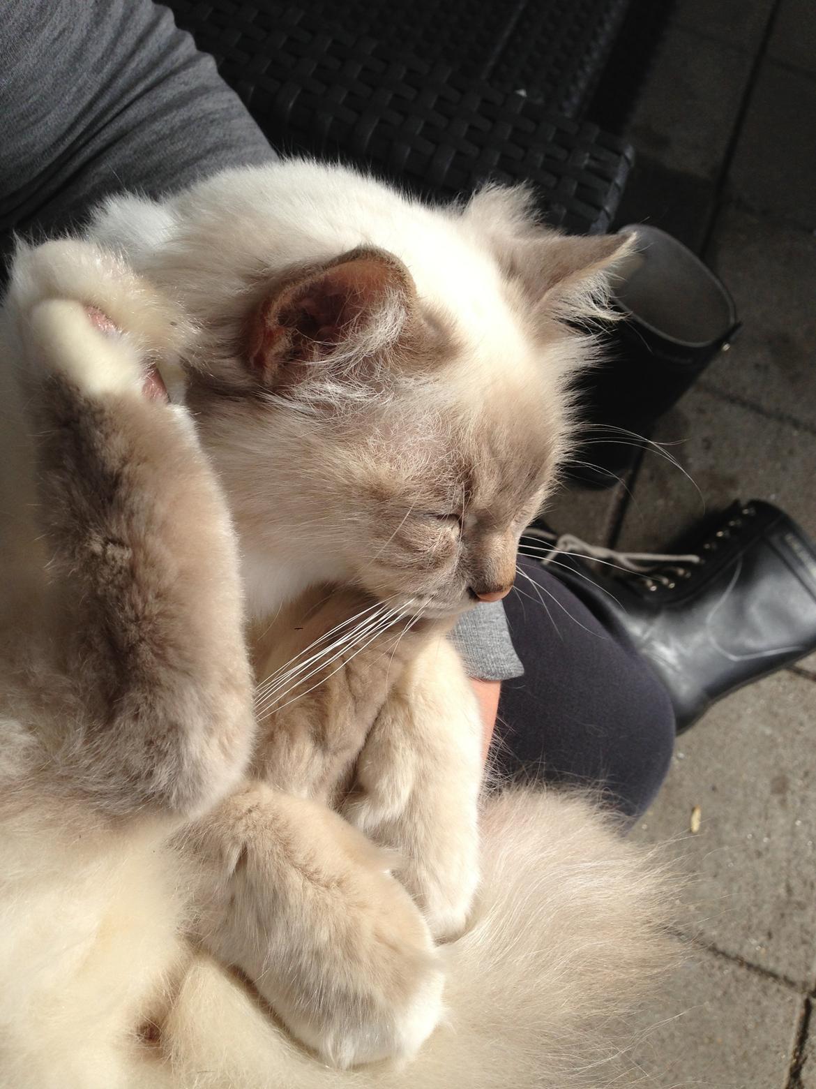 Hellig Birma Strix billede 6